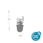 Euonymus fort. 'Harlequin' (burning bush) – 6 plants, Ø9 cm, 10–25 cm high