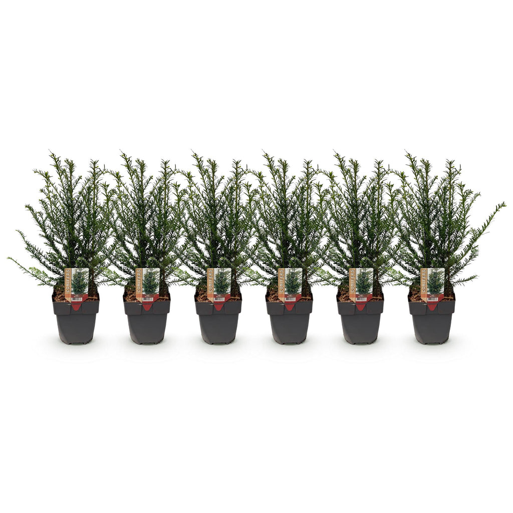 Taxus baccata – 6 Pflanzen, Ø 17 cm, 60 cm hoch – Bild 2