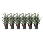Taxus baccata – 6 Pflanzen, Ø 17 cm, 60 cm hoch