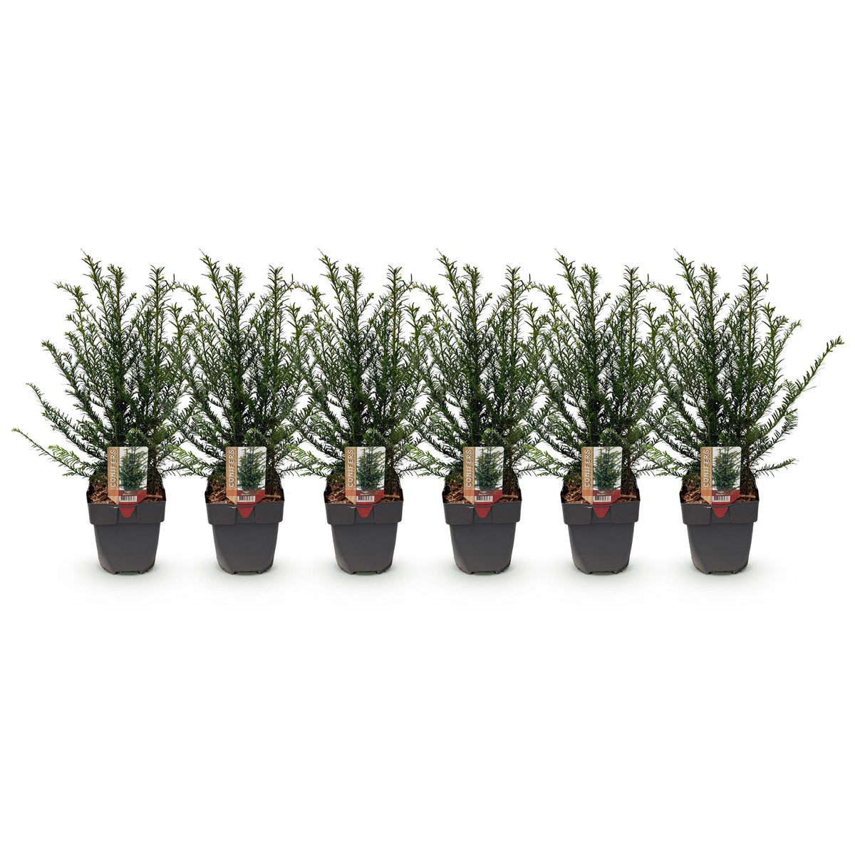 Taxus baccata – 6 Pflanzen, Ø 17 cm, 60 cm hoch – Bild 2