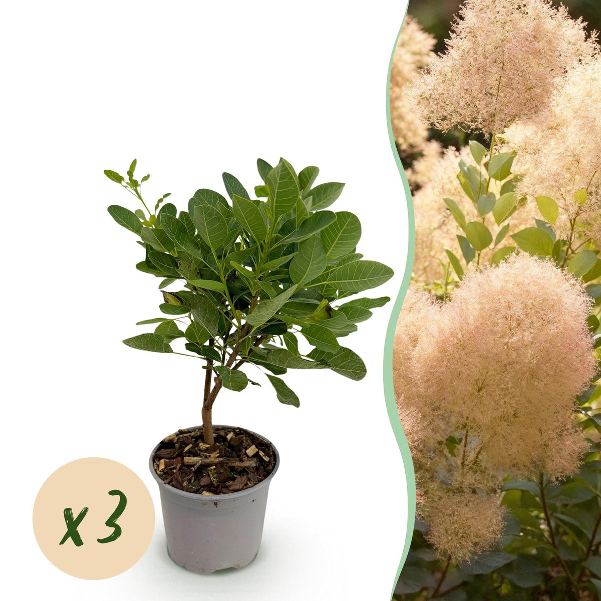 Cotinus coggyria 'Young Lady' (Pfeifenbaum) – 3 Pflanzen, Ø 12 cm, 35 cm hoch