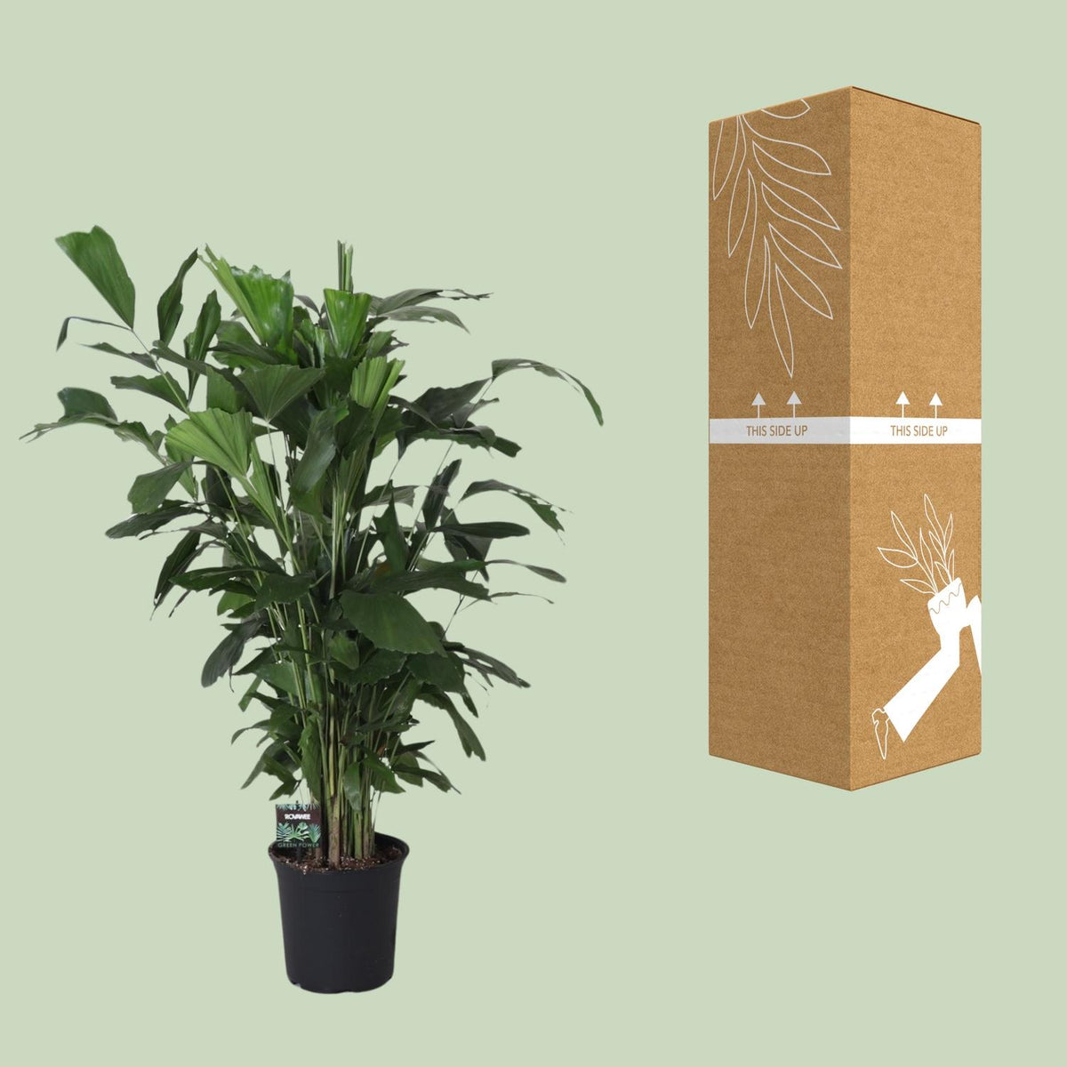 Caryota Mitis (palmier queue-de-poisson) – Ø24 cm, 120 cm de haut