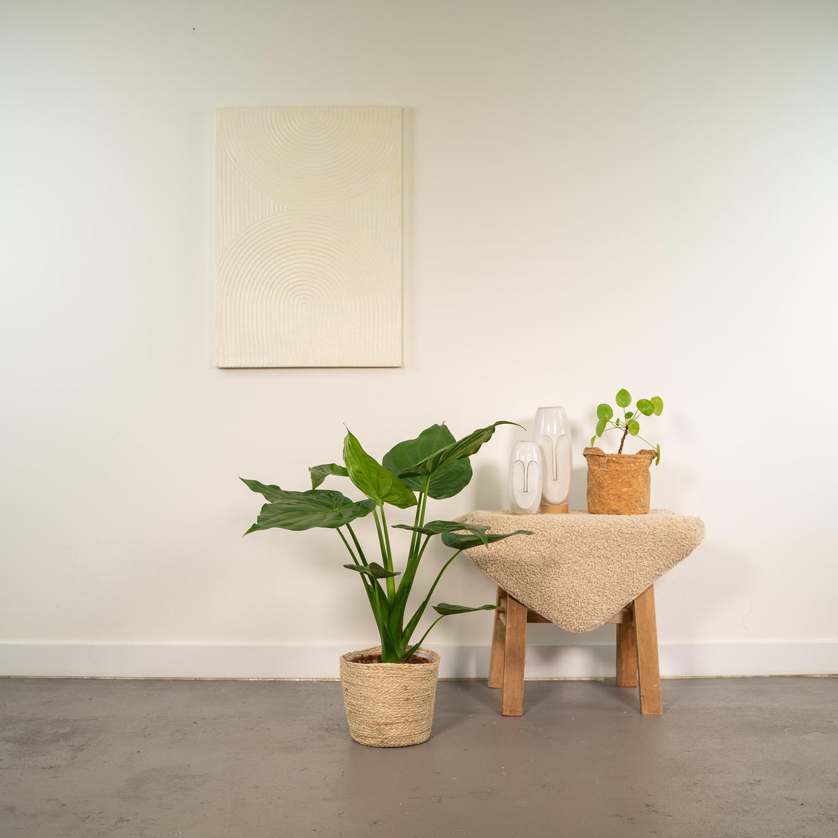Alocasia Cucullata (elefantøre) med kurv selin – Ø19 cm, 65 cm høj
