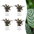 4× Ctenanthe burle-marxii (fishbone plant) in white Potter decorative pot – Ø12 cm, 30 cm high
