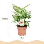 2× Diefenbachia Compacta (Dracaena) – Ø17 cm, 45–50 cm hoog