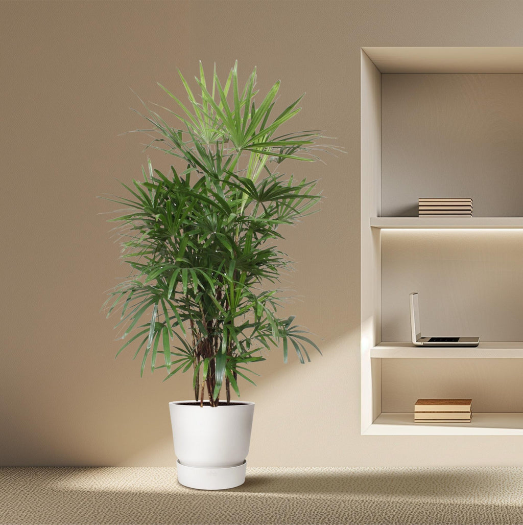 Rhapis Excelsa (Rhapis-Palme) – Ø 34 cm, 190 cm hoch – Bild 4