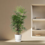 Rhapis Excelsa (Rhapis-Palme) – Ø 34 cm, 190 cm hoch