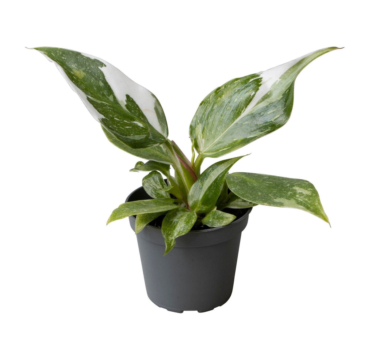 Philodendron White Princess – Ø6 cm, 16 cm de haut