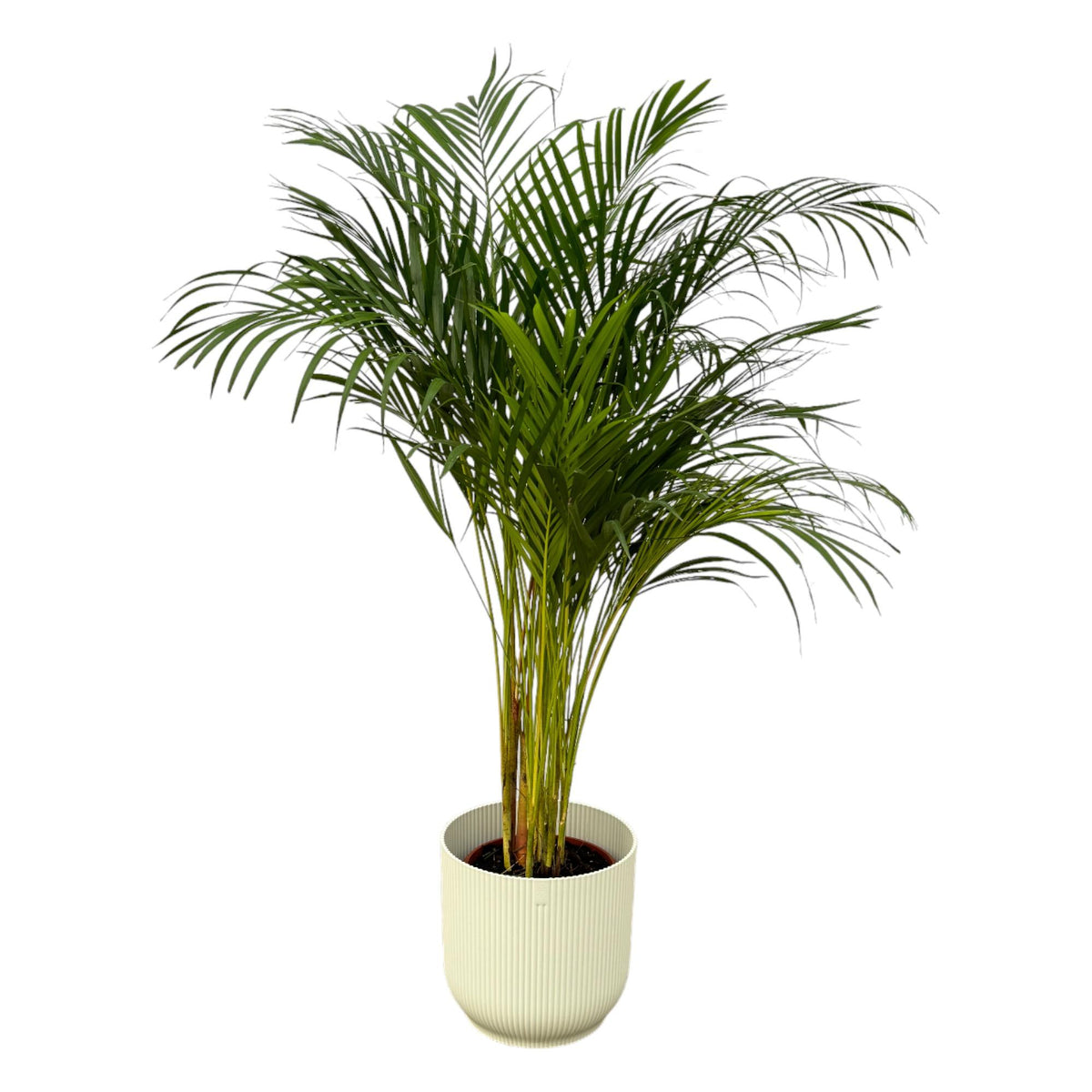 Palmier areca (Dypsis) dans pot décoratif blanc Vibes Fold Round – Ø24 cm, 130 cm de haut