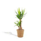 Yucca med kurv – Ø21 cm