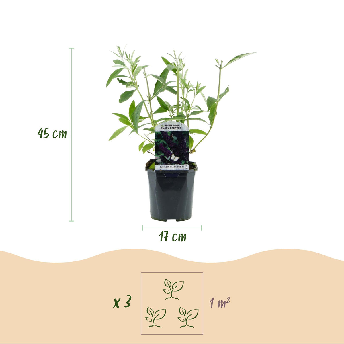 Buddleja davidii 'Black Night' (vlinderstruik) – paars – 3 planten, Ø17 cm, 45 cm hoog