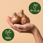 Gelbe Narzisse – 560 Blumenzwiebeln (Zwiebelgröße 10/12)