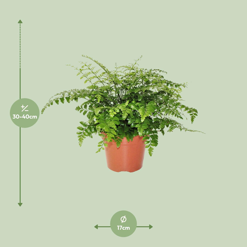 Asplenium Parvati (vogelnestvaren) – Ø17 cm, 30 cm hoog – foto 2