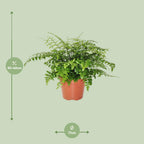 Asplenium Parvati (vogelnestvaren) – Ø17 cm, 30 cm hoog