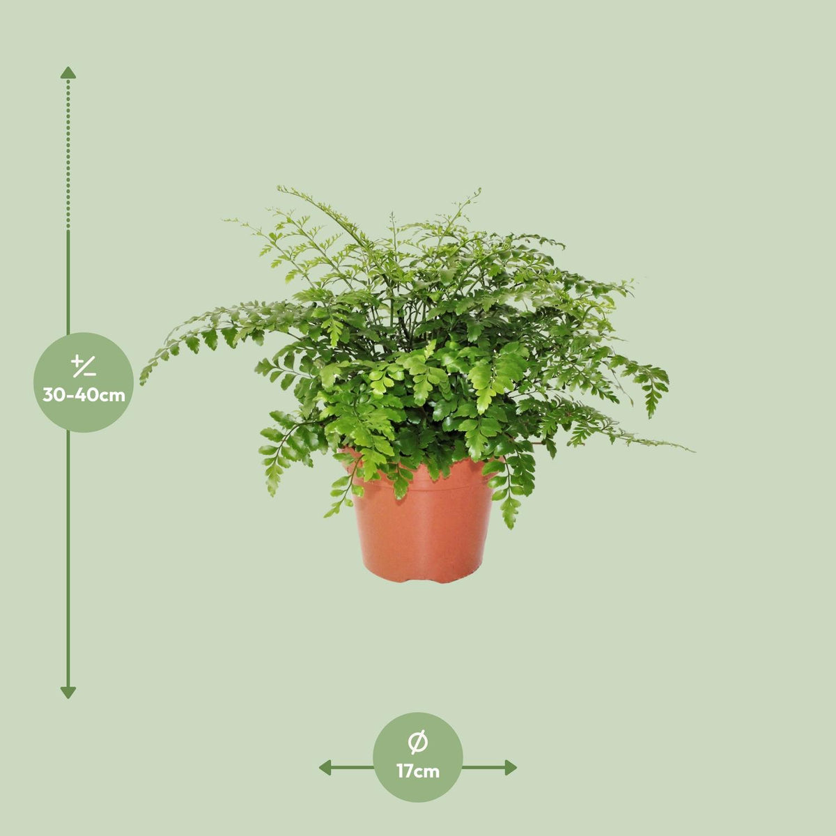 Asplenium Parvati (Vogelnestfarn) – Ø 17 cm, 30 cm hoch