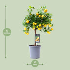 Citrus 'Calamondin' (mini citrus tree) – Ø15 cm, 45 cm high