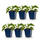 Rudbeckia fulgida 'Goldsturm' (coneflower) – yellow – 6 plants, Ø11 cm, 15–25 cm high