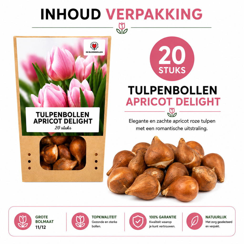 Tulpe 'Apricot Delight' – 20 Blumenzwiebeln (Zwiebelgröße 11/12)