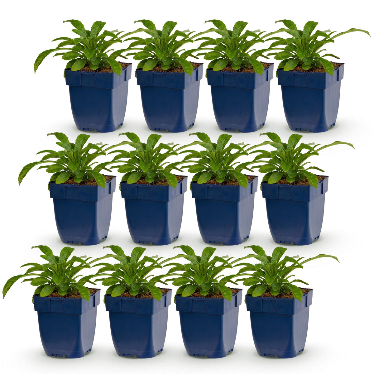 Campanula pers. 'Alba' (perzikbladklokje) – wit – 12 planten, Ø11 cm, 15–25 cm hoog