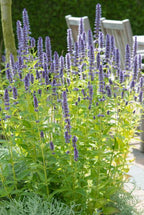 Agastache 'Black Adder' (hyssop) – 6 plants, Ø9 cm, 10–25 cm tall