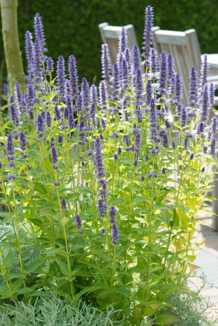 Agastache 'Black Adder' (hyssop) – 6 plants, Ø9 cm, 10–25 cm tall – photo 5