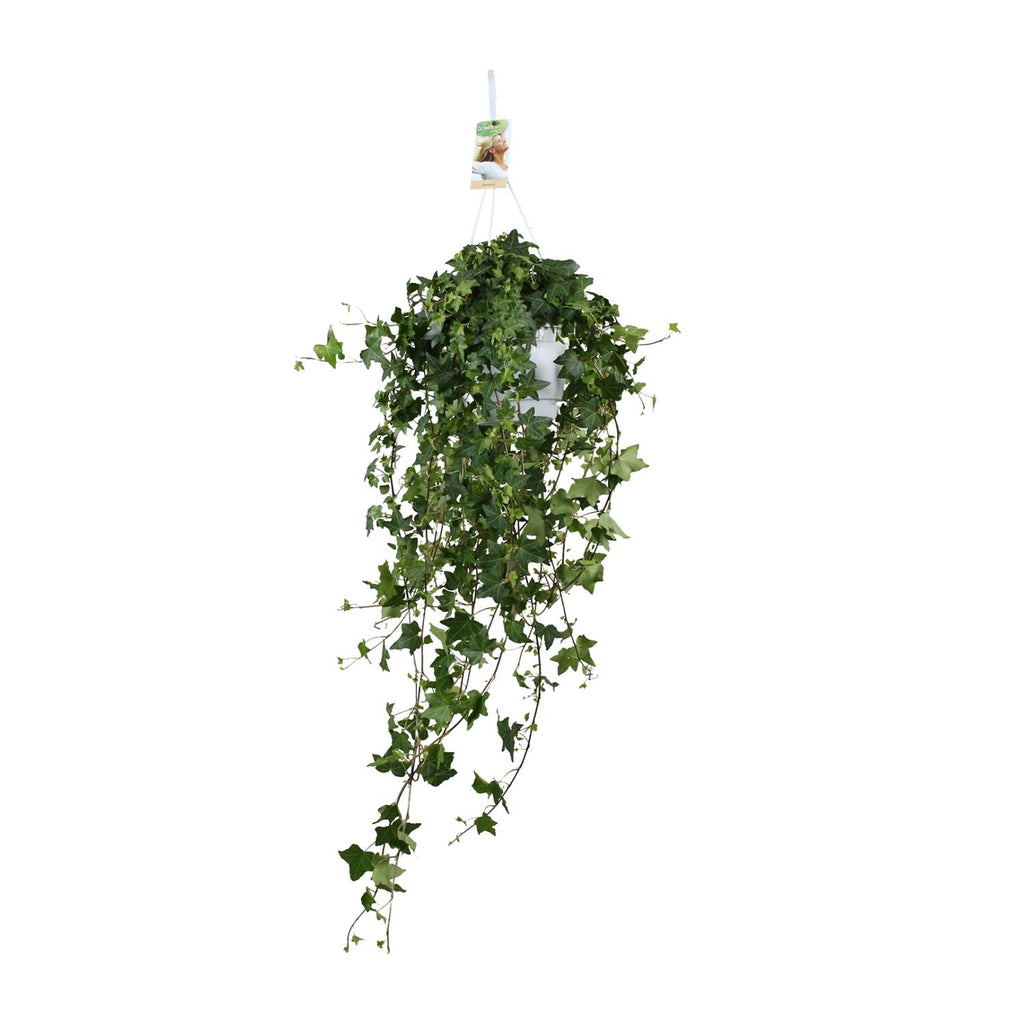 Hedera Helix Pitsburg (vedbend) – Ø17 cm, 90 cm høj