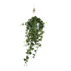 Hedera Helix Pitsburg (vedbend) – Ø17 cm, 90 cm høj