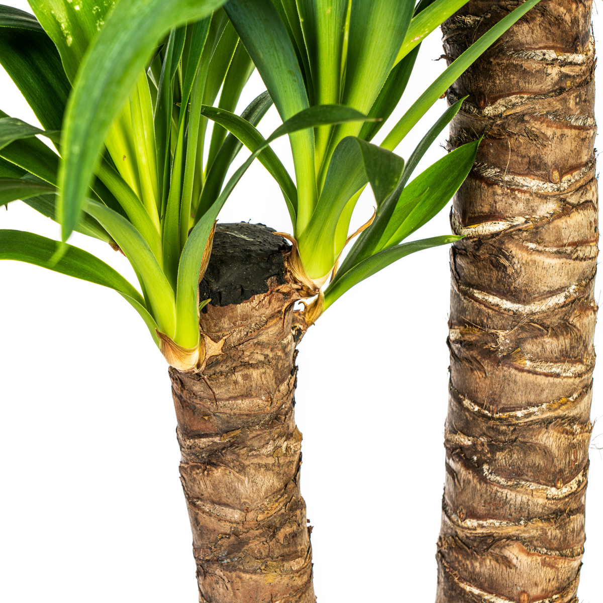 Yucca elephantipes – Ø 19 cm, 70–90 cm hoch
