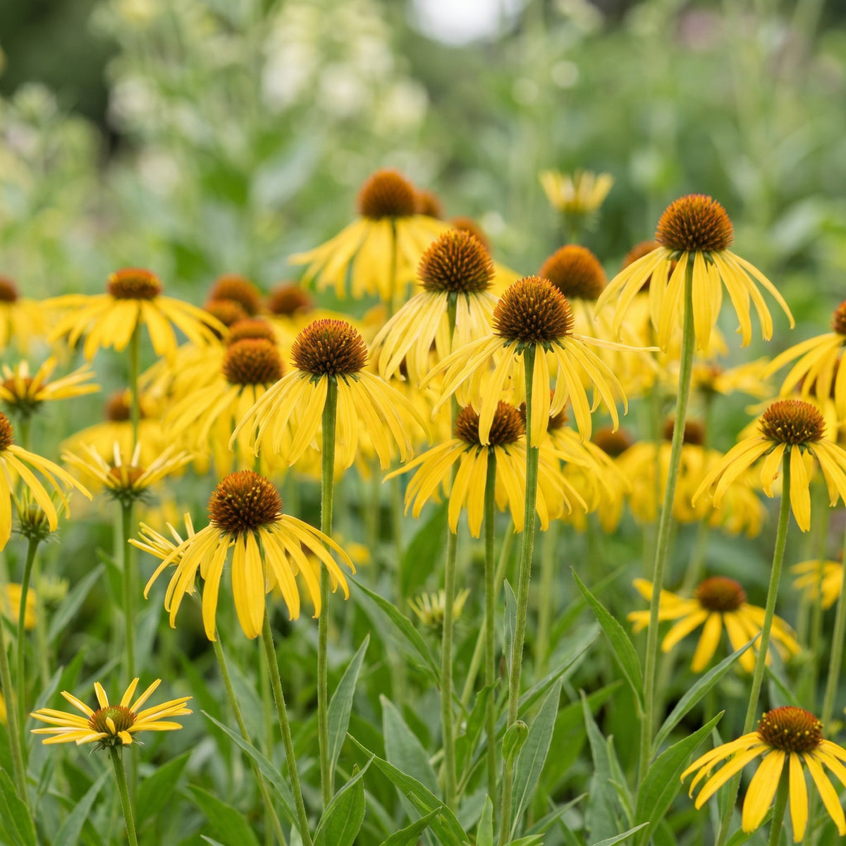 Echinacea paradoxa (échinacée paradoxe) – jaune – 12 plantes, Ø11 cm, 15–25 cm de haut – photo 5