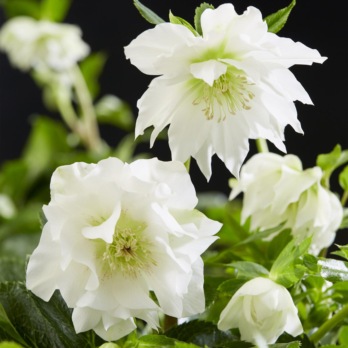 Helleborus orientalis 'Double Ellen White' (Christrose) – 2 Pflanzen, Ø 14 cm, 35 cm hoch