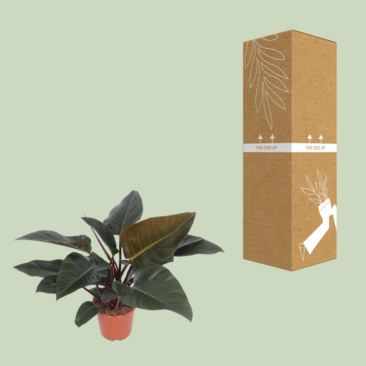 Philodendron Congo Red – Ø27 cm, 80 cm høj