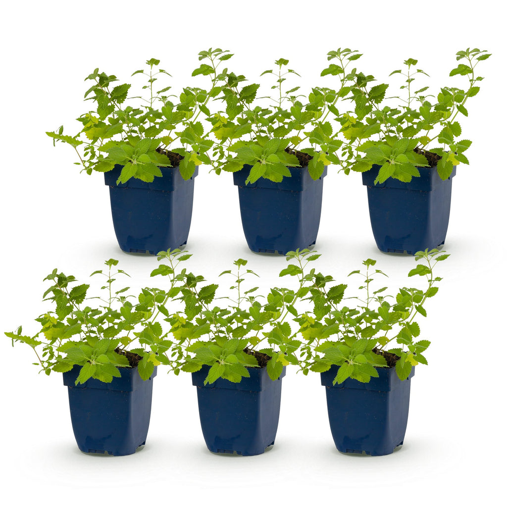 Nepeta faassenii 'Walker’s Low' (Katzenminze) – blau – 6 Pflanzen, Ø 11 cm, 15–25 cm hoch – Bild 2