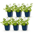 Nepeta faassenii 'Walker’s Low' (Katzenminze) – blau – 6 Pflanzen, Ø 11 cm, 15–25 cm hoch
