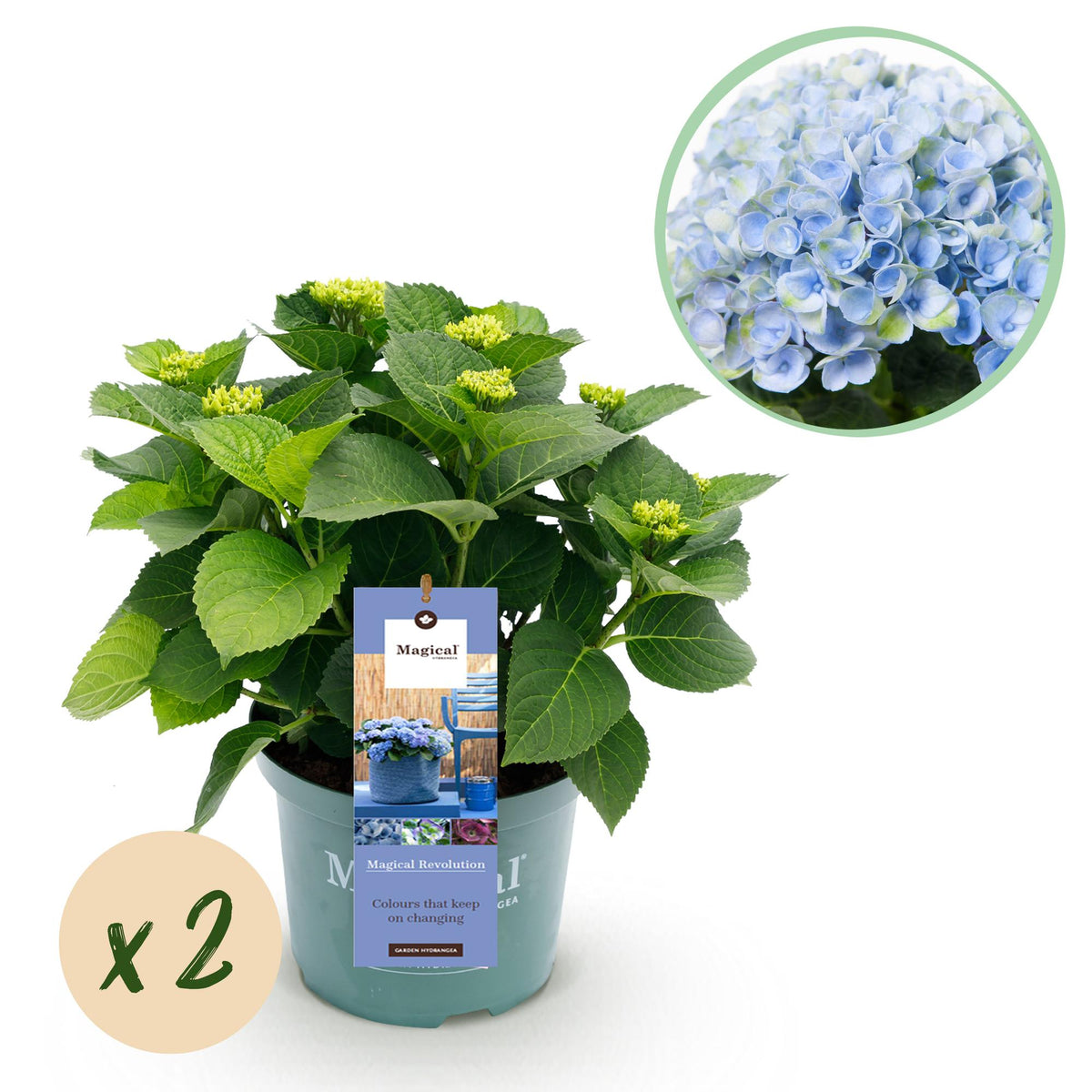 Hydrangea 'Magical Revolution Blue' (hortensia) – blauw – 2 planten, Ø23 cm, 55 cm hoog