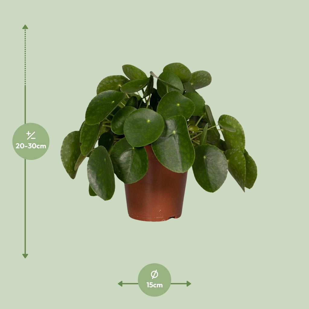 Pilea Peperomiodes – Ø15 cm, 25 cm hoog