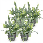 4× Phlebodium aureum Blue Star (blauwvaren) in Potter-sierpot grijs – Ø12 cm, 25 cm hoog
