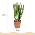 Sansevieria Laurentii (svigermors tunge) i Potter-pyntepotte grå – Ø21 cm, 70–80 cm høj