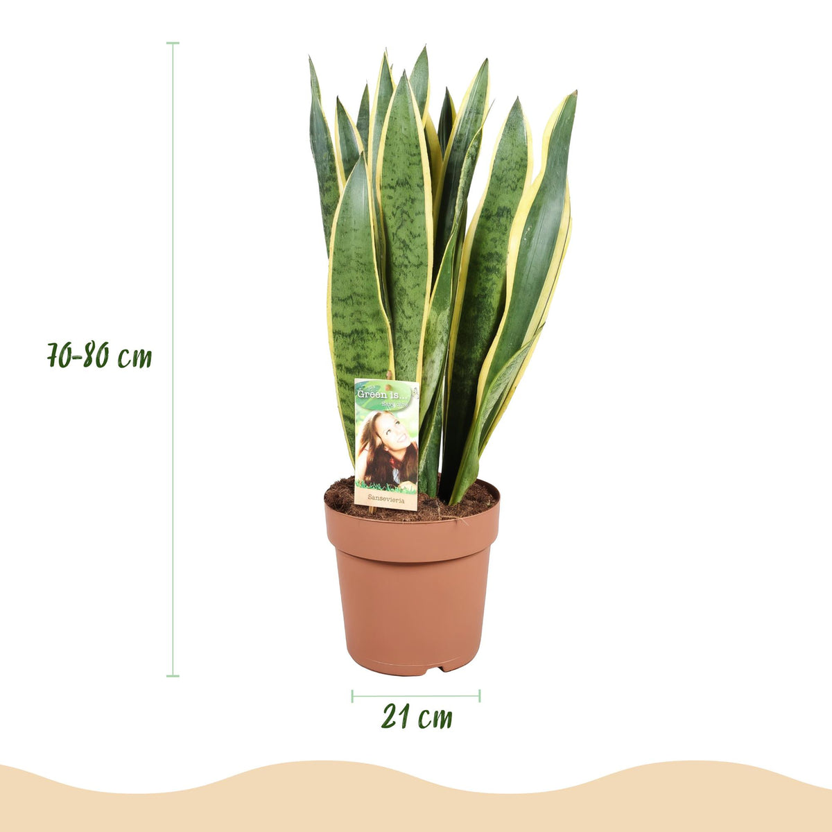 Sansevieria Laurentii (svigermors tunge) i Potter-pyntepotte grå – Ø21 cm, 70–80 cm høj