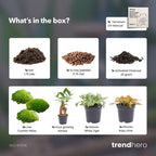 Ficus Ginseng bonsai – Ø6 cm – terrarium navulling startpakket