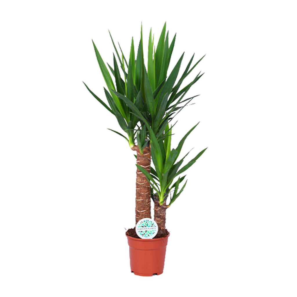 Yucca – Ø 17 cm, 80 cm hoch