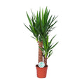 Yucca – Ø 17 cm, 80 cm hoch