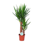 Yucca – Ø 17 cm, 80 cm hoch
