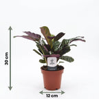 Ctenanthe burle-marxii (fiskebensplante) – Ø12 cm, 30 cm høj