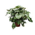 Homalomena Rubescens Maggy – Ø60 cm, 170 cm hoch
