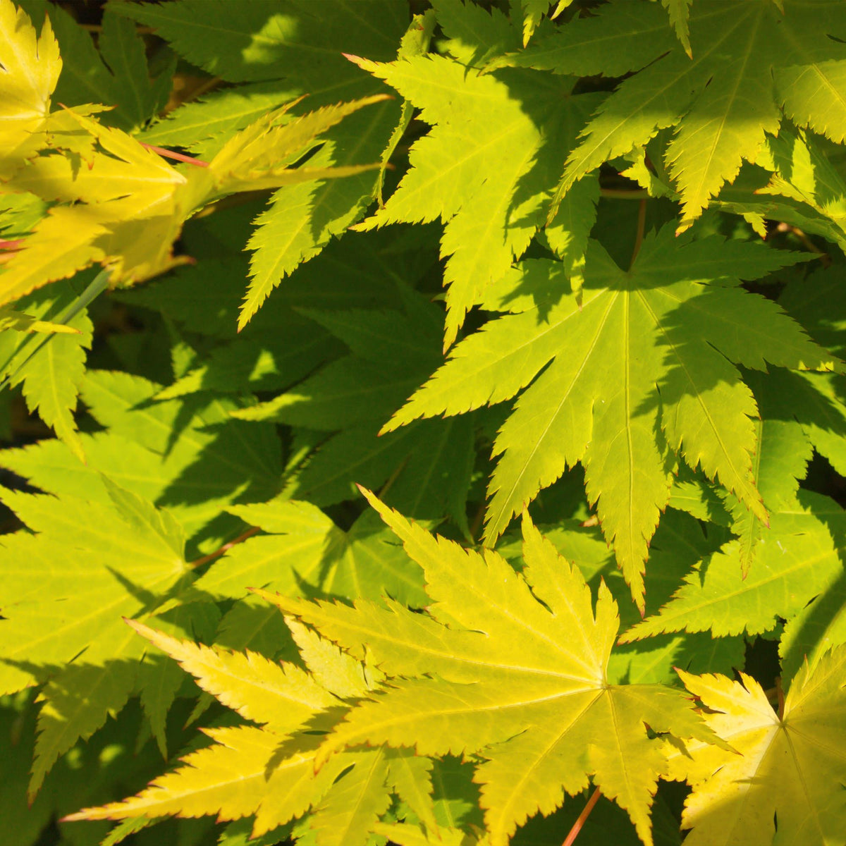 Acer palmatum 'Jordan' (Japanse esdoorn) – geel – Ø26 cm, 90 cm hoog