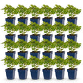 Astilbe chin. 'Pumila' (Chinesische Astilbe) – violett – 24 Pflanzen, Ø 11 cm, 15–25 cm hoch
