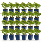 Astilbe chin. 'Pumila' (Chinesische Astilbe) – violett – 24 Pflanzen, Ø 11 cm, 15–25 cm hoch
