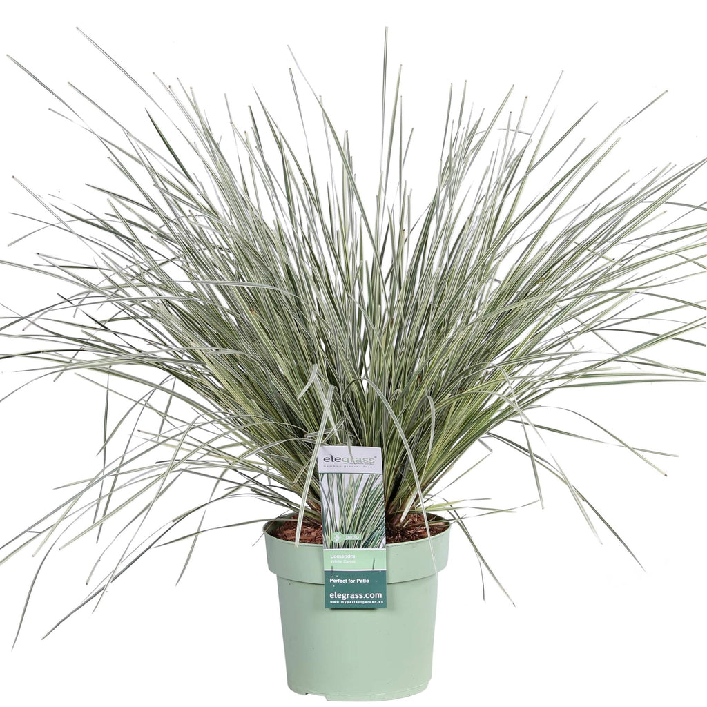 Lomandra longifolia 'White Sands' – Ø19 cm, 40 cm high