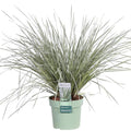 Lomandra longifolia 'White Sands' – Ø19 cm, 40 cm high