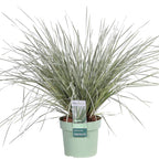 Lomandra longifolia 'White Sands' – Ø19 cm, 40 cm high